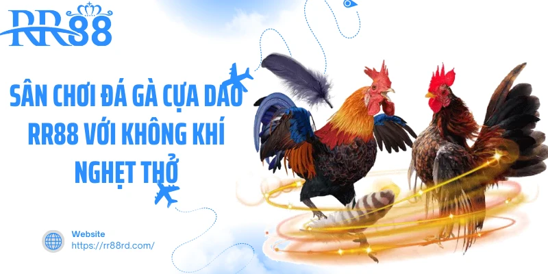 Sân chơi đá gà cựa dao RR88 với không khí nghẹt thở